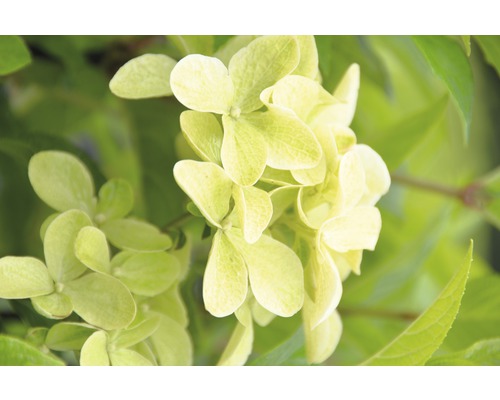 Nahaufnahme einer Rispenhortensie