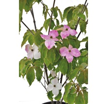 Blühender Blumenhartriegel im Topf mit grünen Blättern und rosa Blüten