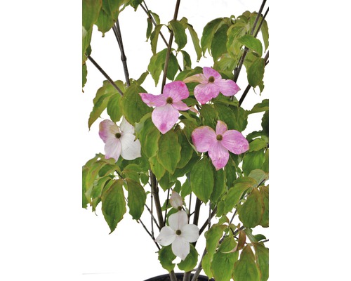 Japanischer Blumen-Hartriegel Cornus kousa 'Teutonia' H 100-150 cm Co 20 L