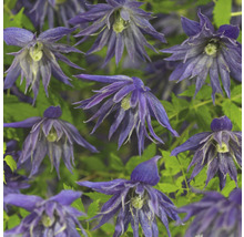 Nahaufnahme von Clematisblüten mit grünem Laub