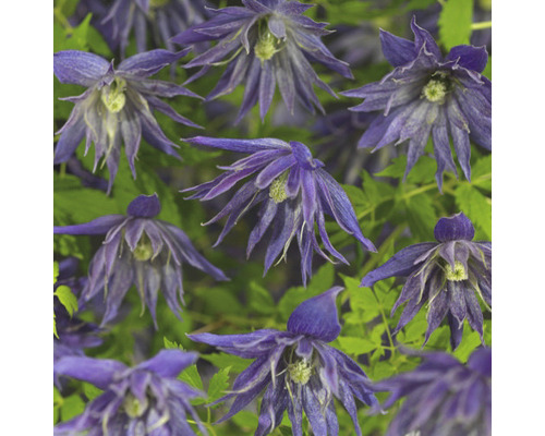 Nahaufnahme von Clematisblüten mit grünem Laub