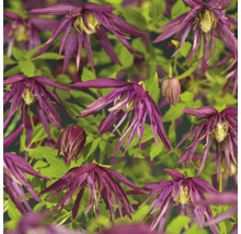 Nahaufnahme von blühenden Clematis Pflanzen