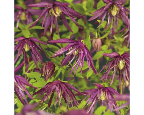 Nahaufnahme von blühenden Clematis Pflanzen