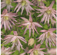 Nahaufnahme von Clematis-Blüten mit spitzen Blütenblättern