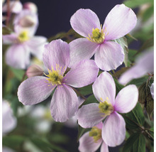 Nahaufnahme von Clematisblüten mit gelben Staubgefäßen
