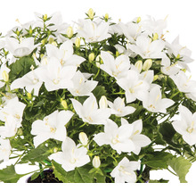 Glockenblume mit weißen Blüten