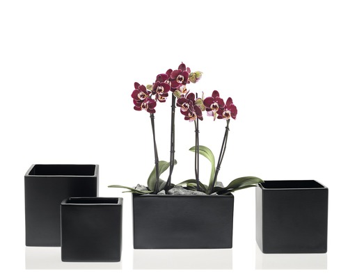 Arrangement aus vier Pflanzgefäßen mit einer dunkelroten Orchidee
