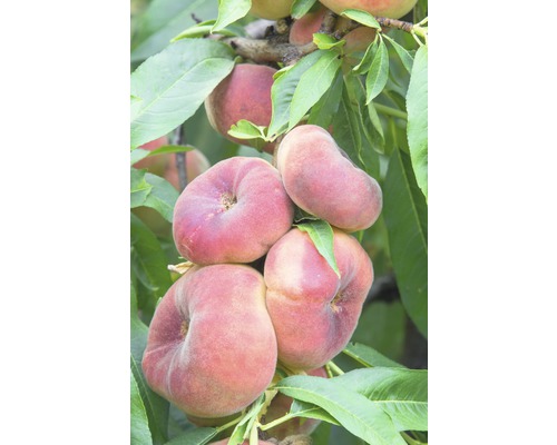 Bio Pfirsich FloraSelf Bio Prunus persica 'Saturn' Stammhöhe 60 cm Gesamthöhe ca. 100-120 cm Co 7,5 L selbstfruchtend