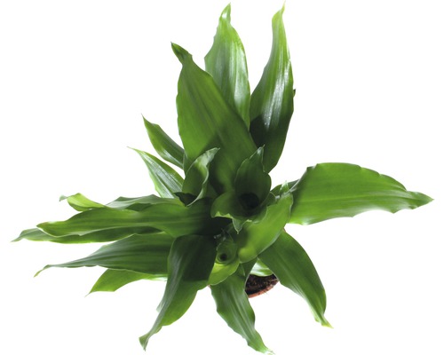 Glücksfeder Zimmerpflanze im Topf