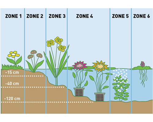 Illustration von Teichzonen mit verschiedenen Wasserpflanzen und Tiefenangaben