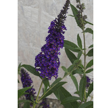 Schmetterlingsflieder mit Blüte und grünen Blättern