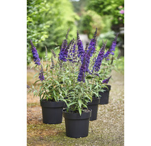 Schmetterlingsfliederpflanzen in Töpfen für den Garten.