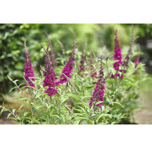 Schmetterlingsstrauch mit violetten Blüten und grünen Blättern im Garten.