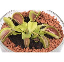 Venusfliegenfalle in einem Glasgefäß mit Substrat