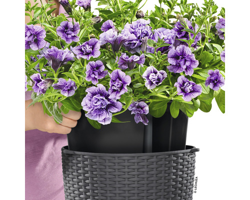 Hängende Petunien in einem Lechuza Pflanzgefäß