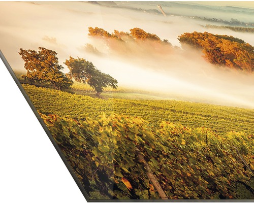 Fotografie eines Weinbergs im Nebel