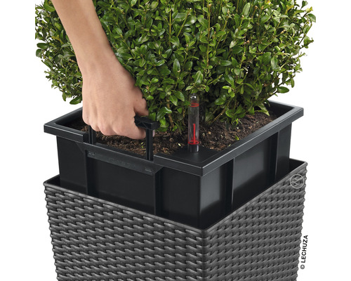 Person entfernt Pflanze mit Wasserstandsanzeiger aus einem Pflanzgefäß