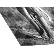 Nahaufnahme eines Acrylglasbildes mit einem Elefantenmotiv in Schwarzweiss