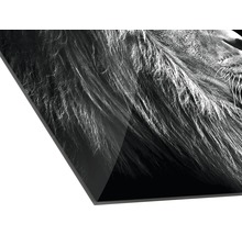 Detailaufnahme eines Acrylglasbilds mit Löwenmotiv