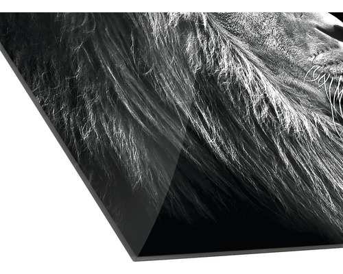 Detailaufnahme eines Acrylglasbildes mit Löwenmotiv