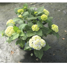 Ballhortensie 'Annabelle' FloraSelf Hydrangea arborescens 'Annabelle' H 60-80 cm Co 10 L