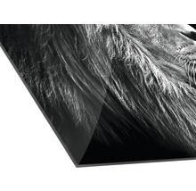 Acrylglasbild mit Schwarz-Weiß-Fotografie eines Löwenkopfes
