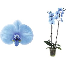 Einzelne Orchideenblüte und Orchideenpflanze im Topf