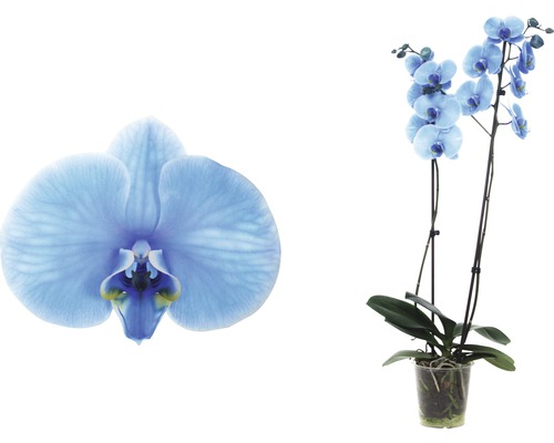 Einzelne Orchideenblüte und Orchideenpflanze im Topf