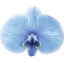 Nahaufnahme einer einzelnen blauen Orchideenblüte.