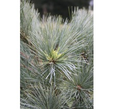 Weymouthskiefer Botanico Pinus strobus 'Radiata' H 50-60 cm Co 10 L