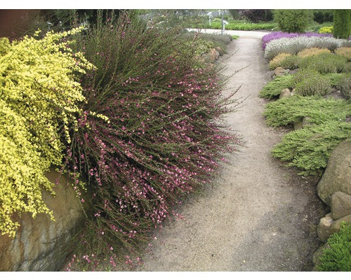 Gartenweg mit Ziersträuchern und Bodendeckern