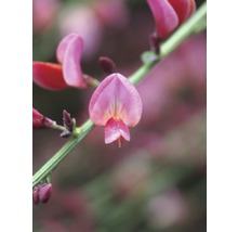 Blüte einer Sefora Pflanze im Detail