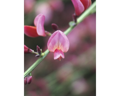 Blüte einer Sefora Pflanze im Detail