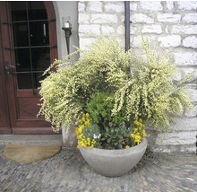 Blumenarrangement in einem Pflanzgefäß vor einer Hauswand