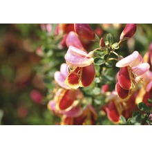 Ginsterblüten mit Blättern