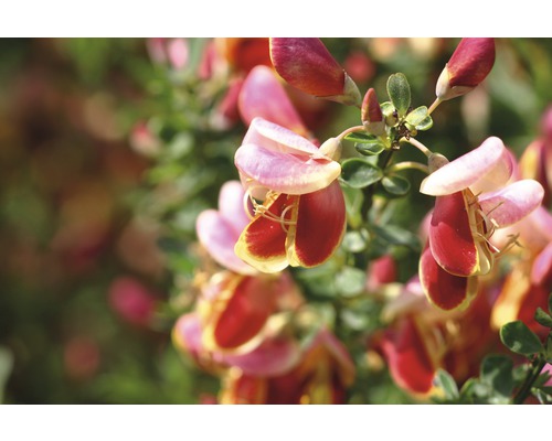Ginsterblüten mit Blättern
