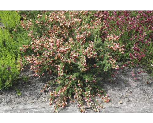 Zierstrauch mit Blüten im Garten