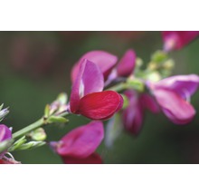 Nahaufnahme einer blühenden Desmodium-Pflanze