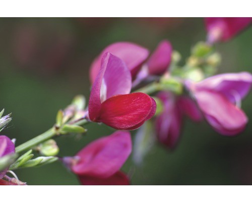 Nahaufnahme einer blühenden Desmodium-Pflanze