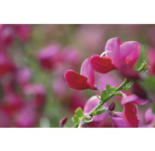 Aufnahme von Ginsterblüten