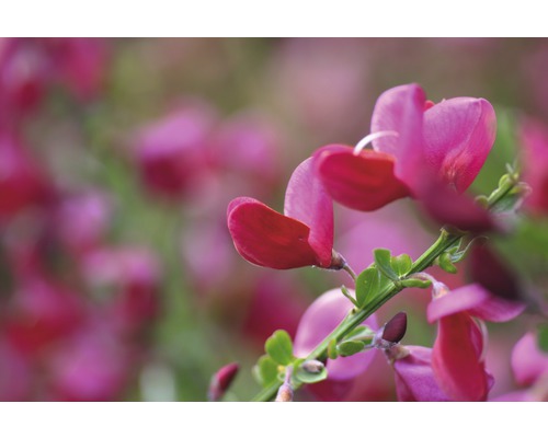 Aufnahme von Ginsterblüten