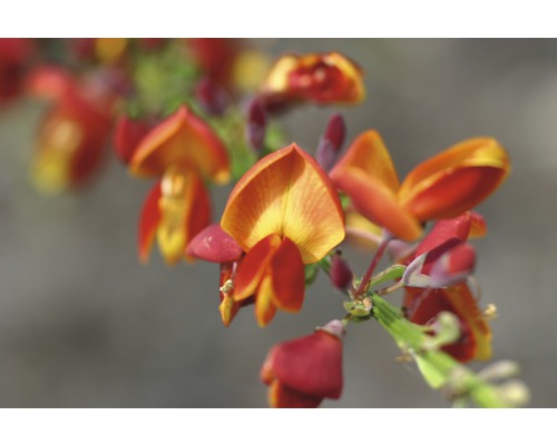 Nahaufnahme von gelb-roten Blumen einer Buschpflanze