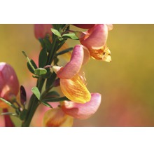 Gelborange Ginster Stamm 60 cm FloraSelf Cytisus scoparius 'La Coquette' Gesammthöhe 80-100 cm Co 4 L