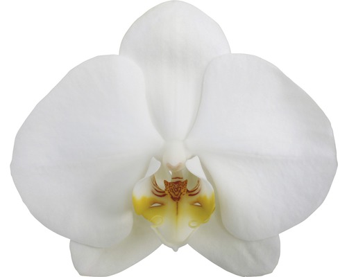 Nahaufnahme einer einzelnen weißen Orchideenblüte.