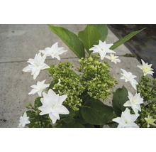 Blütenstände der Tellerhortensie mit weißen Blüten