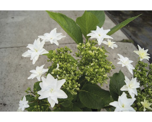 Blütenstände der Tellerhortensie mit weißen Blüten