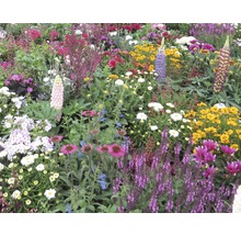 Blumenbeet mit verschiedenen Blumenarten