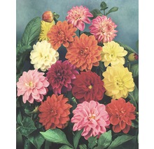 Nahaufnahme einer Dahlienblütenmischung mit Blättern