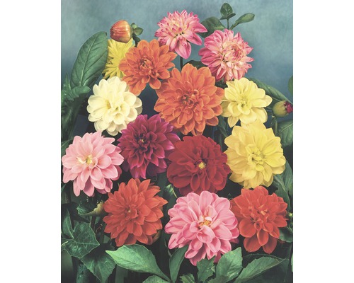 Dahlie in Sorten H 30-40 cm Co 5 L Nahaufnahme einer Dahlienblütenmischung mit Blättern