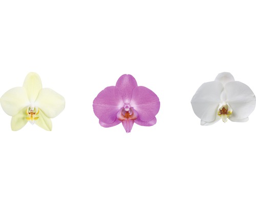 Drei einzelne Orchideenblüten